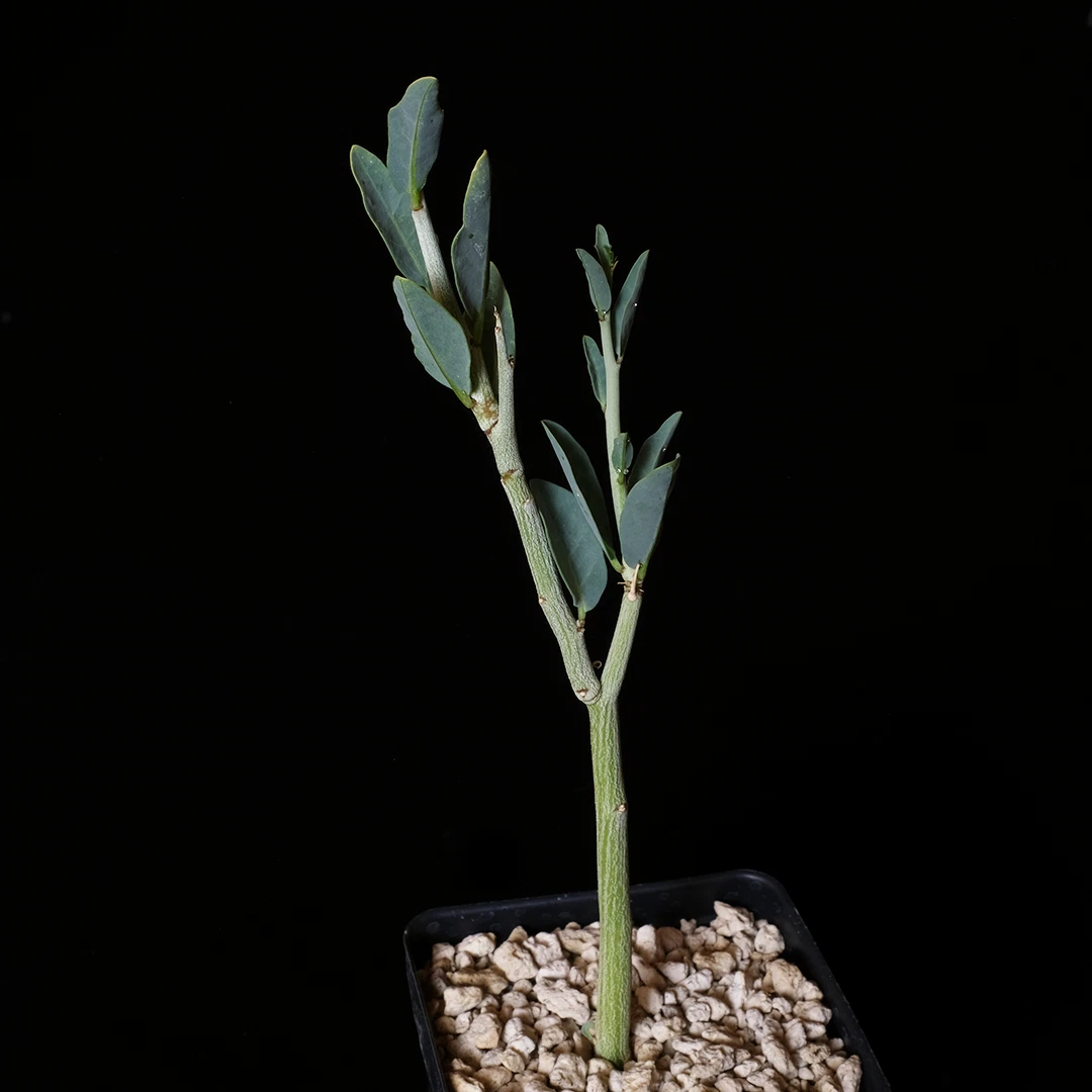Adenia pechuelii Caudiciform Plant in 3.5-Inch Pot, Rare Bottle Stem Succulent for Collectors & Indoor Displays