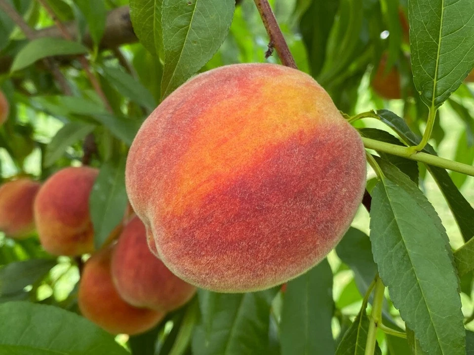 Elberta Peach Tree Cuttings – 10 Unrooted Fruit Tree Propagation Cuttings, 6–8 Inches, Prunus Persica Variety