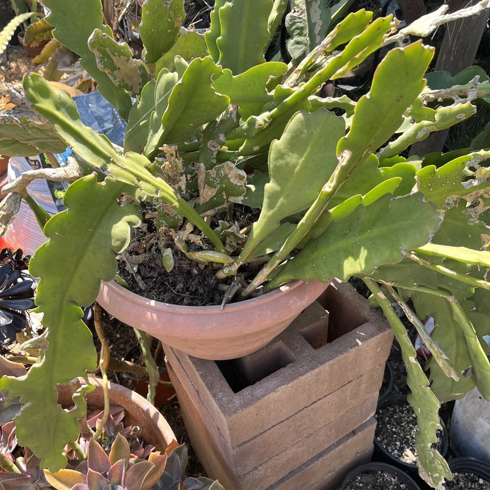 Epiphyllum Orchid Cactus Cuttings – 5 Unrooted Mixed Flower Colors for Propagation, Night Blooming Epiphytic Cactus