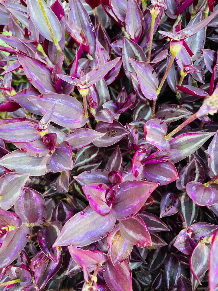 Wandering Jew Burgundy Cuttings – 5+ Purple Tradescantia Unrooted Stems for Indoor & Outdoor Trailing Plant