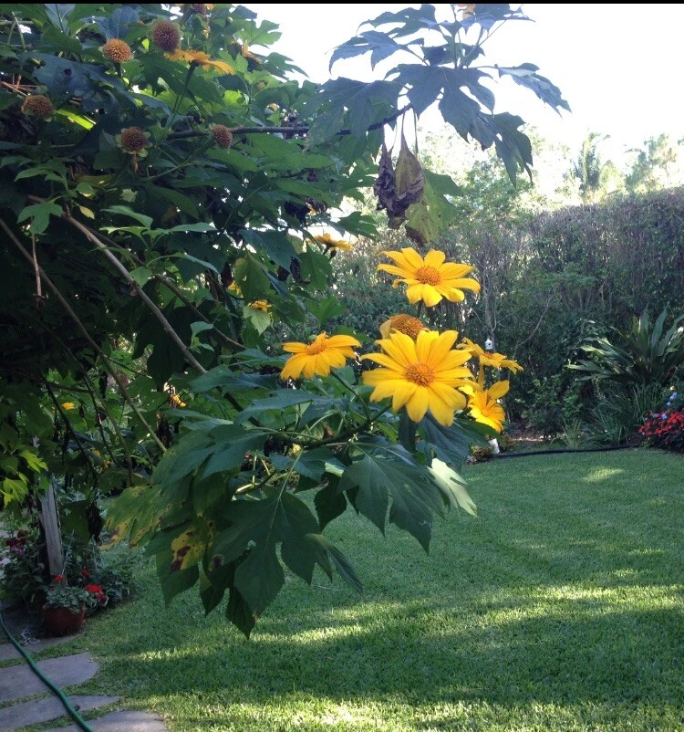 Mexican Sunflower Cuttings – 12 Unrooted Tithonia diversifolia Perennial Planting Material with Bright Yellow-Orange Blooms