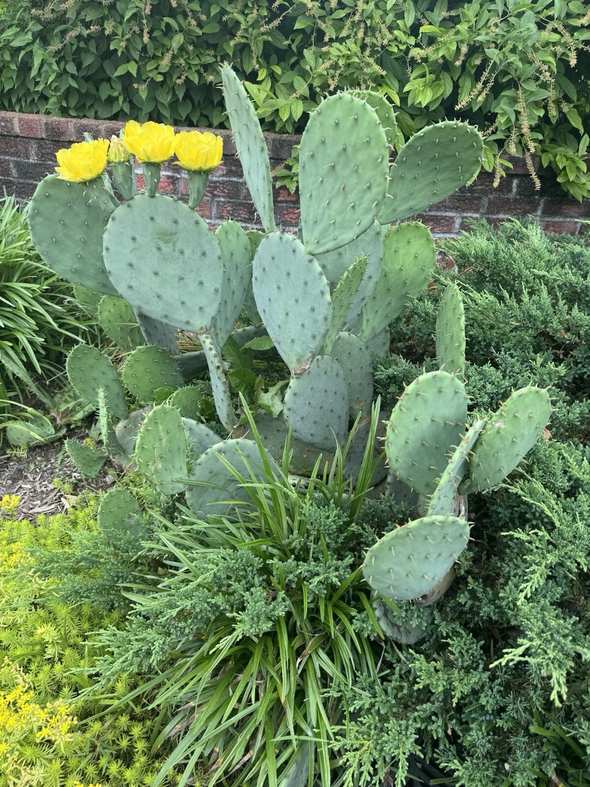 Opuntia humifusa Pads – 2 lbs Cold Hardy Eastern Prickly Pear Cactus Live Planting Pads for Drought-Tolerant Gardens