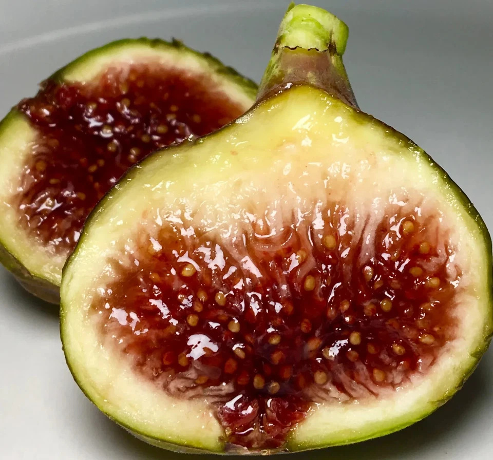 Fig Cutting – Unrooted Smith Ficus carica Fruit Tree for Garden & Container Propagation