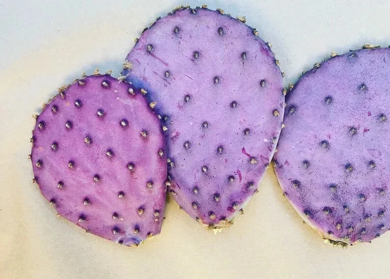 Purple Prickly Pear Cactus Pad – Live Opuntia Durazilla Nopal Starter for Desert Gardens & Xeriscaping