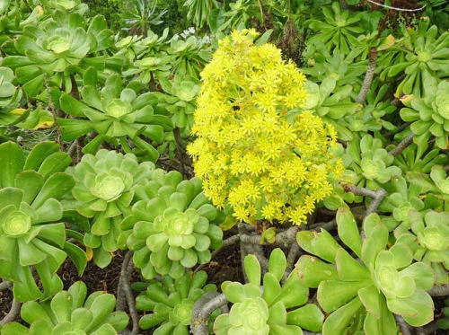 XXL Aeonium arboreum 'Green Rose' Succulent Cuttings – Large 6-inch Rosettes, Drought-Tolerant, Architectural Succulent Plant