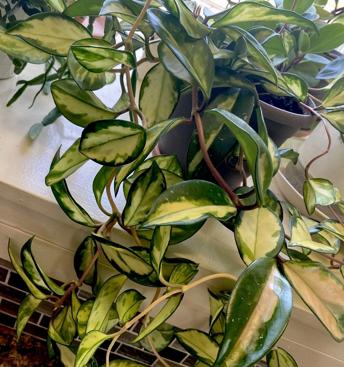 Hoya Krimson Princess Cuttings – 2 Unrooted Variegated Hoya carnosa Houseplant Propagation, 3-Inch Trailing Foliage