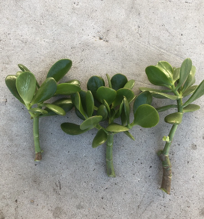 Jade Plant Cuttings for Planting – 3 Fresh Unrooted Stems, Crassula Ovata Live Succulent