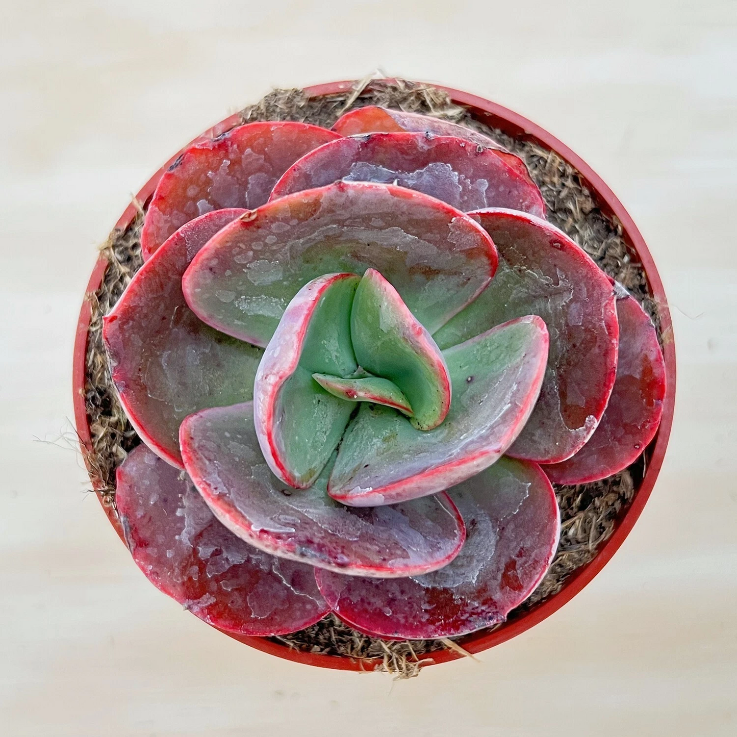 Echeveria Big Red Succulent – Live Rooted Plant in 4-Inch Pot – Red Burgundy Rosette Houseplant – Indoor & Outdoor Cactus & Succulent