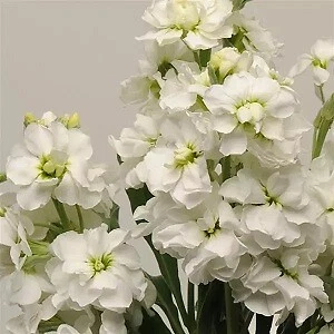Stock Katz White Seeds – 1000 Seeds, Matthiola incana, White Fragrant Cut Flowers, Garden Bedding & Floral Displays