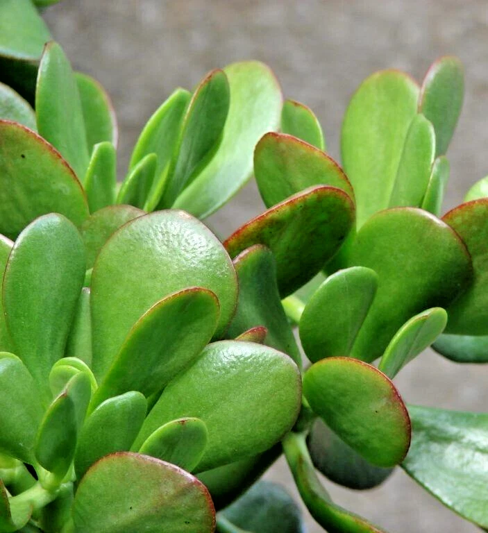Green Jade Plant Cuttings – 3 Unrooted Succulent Stems, 4 Inches, Crassula ovata, Indoor & Outdoor Propagation