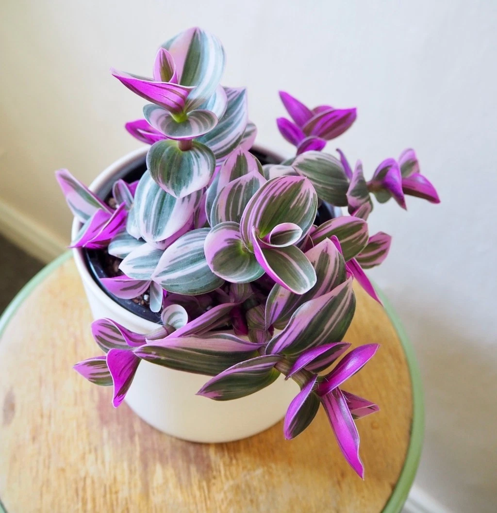 Tradescantia Nanouk Unrooted Cuttings – 3-4 Inch Pink White Green Variegated Stem Propagation Set