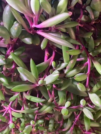 Othonna Capensis Ruby Necklace Cuttings for Planting – 5 Unrooted Hanging Succulent Stems, 3–4 Inch
