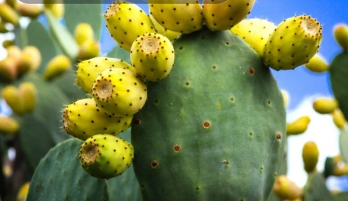 Prickly Pear Cactus Plant – Live Opuntia with Edible Fruit, Orange, Pink & Yellow Blooms, Drought-Tolerant Succulent for Gardens & Pots