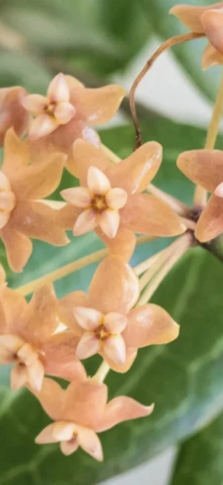 Hoya fitchii Cutting – Live Tropical Houseplant with Orange Blooms, Rare Wax Vine, Rooting-Ready Indoor Plant, Vining Foliage