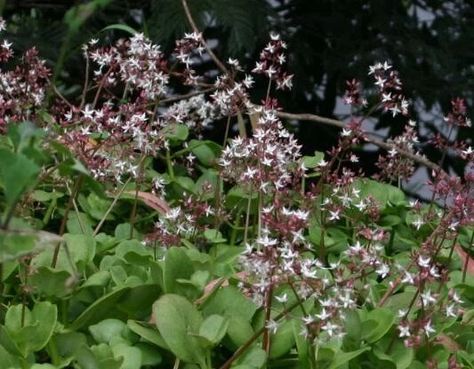 Crassula multicava Fairy Crassula Succulent Cuttings - Lot of 15, Rooted & Unrooted, Groundcover, Indoor & Outdoor Planting
