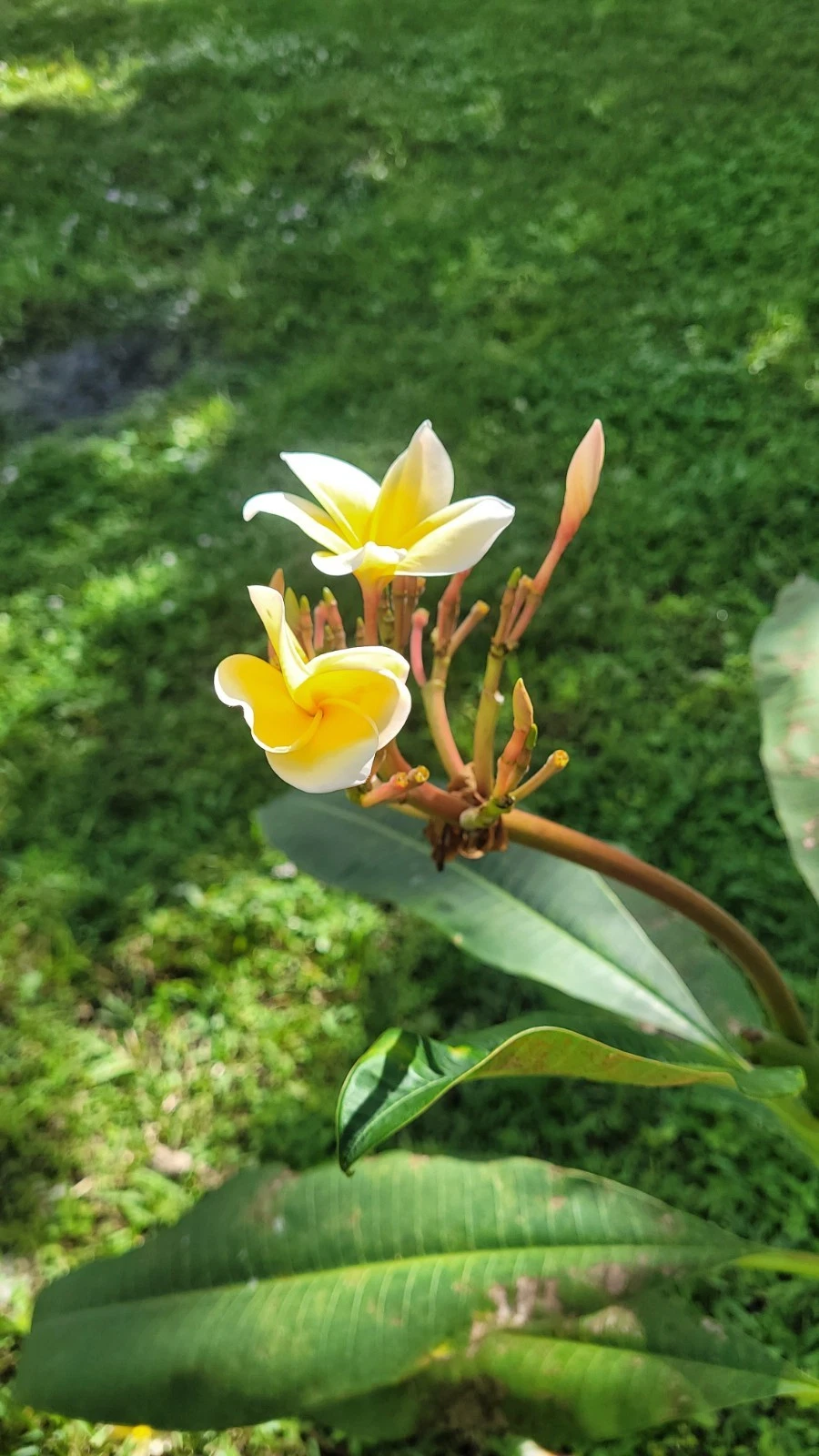 Yellow and White Plumeria Cuttings – 5 Live Frangipani Propagation Material, Tropical Flowering Tree, 10 Inch