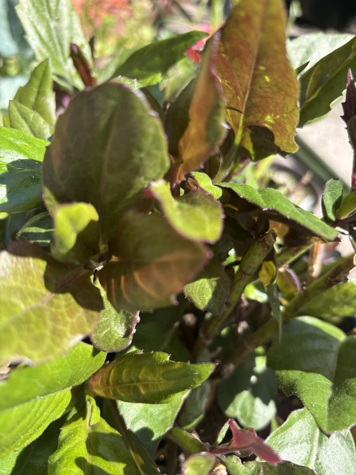 Okinawa Spinach Gynura bicolor Live Plants – Rooted Perennial Greens for Garden or Containers