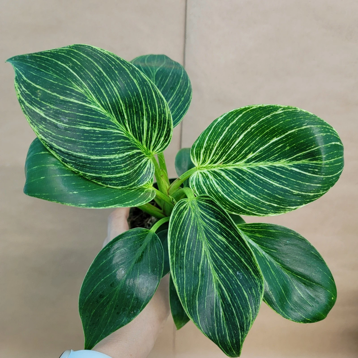Philodendron Birkin Houseplant in 4-Inch Pot, Variegated Tropical Foliage, Indoor Plant, Green and White Pinstripe