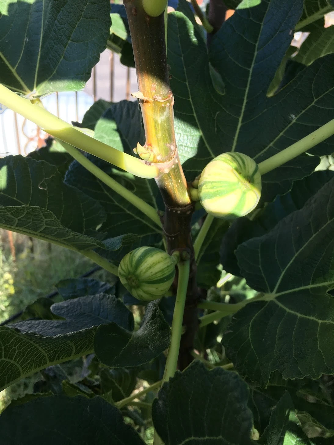 Unrooted Fig Cuttings - Bordissot Blanca Rimada Variegated Ficus carica for Grafting or Rooting