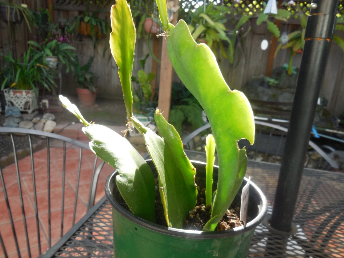 Epiphyllum Flying Silk Orchid Cactus - 4 Rooted Cuttings in Pot, Live Epiphytic Cactus Plant, Indoor & Outdoor