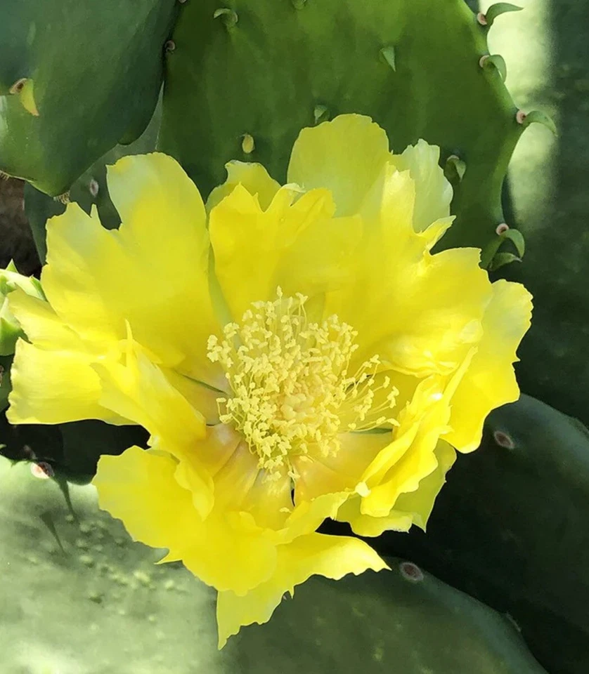 Opuntia gomei Cactus Pads – 6–10 Inch Cuttings for Planting – Old Mexico Pear Cactus Starter Pads – Drought Tolerant Succulent