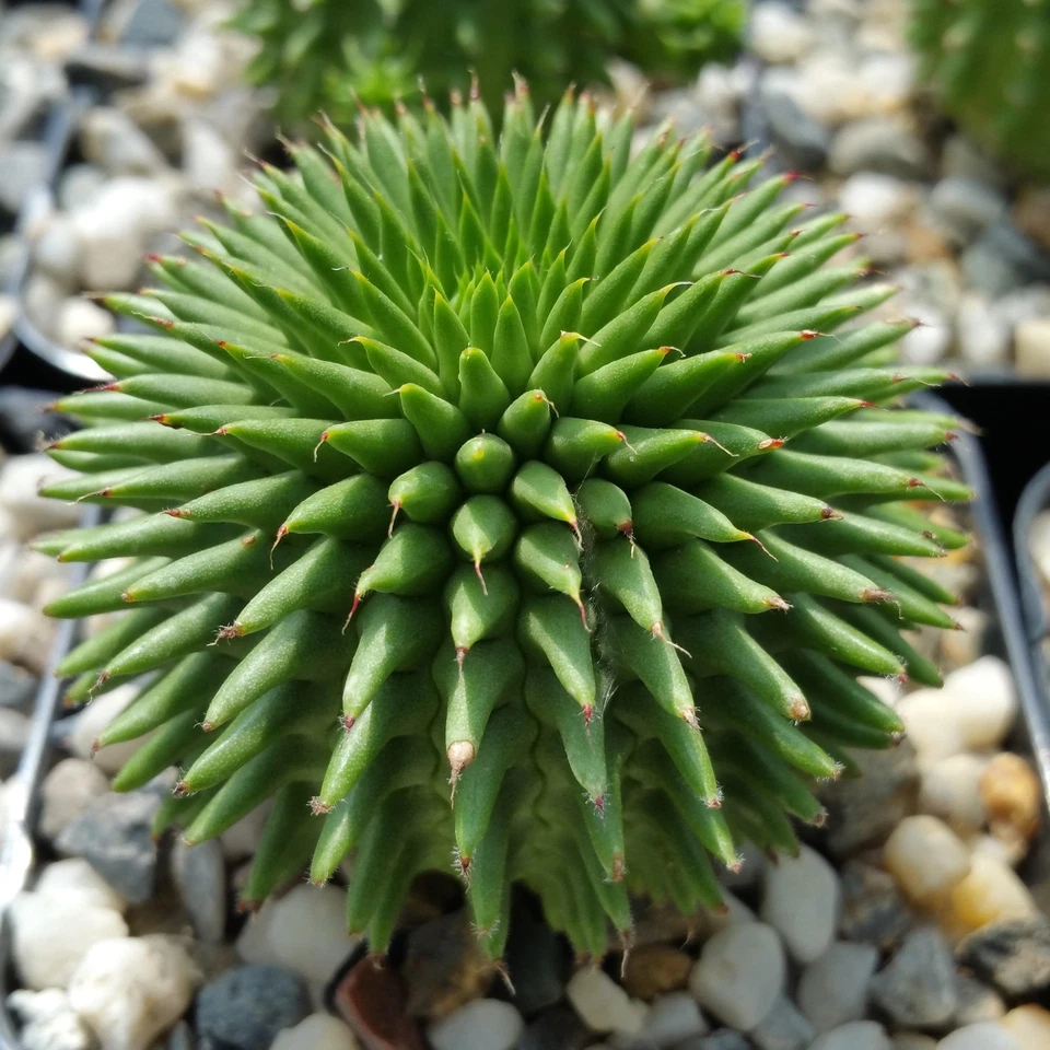 Euphorbia susannae Live Succulent in 4" Pot, Rare Compact Cactus, Unique Collector’s Plant, Dwarf Euphorbia, Green Succulent