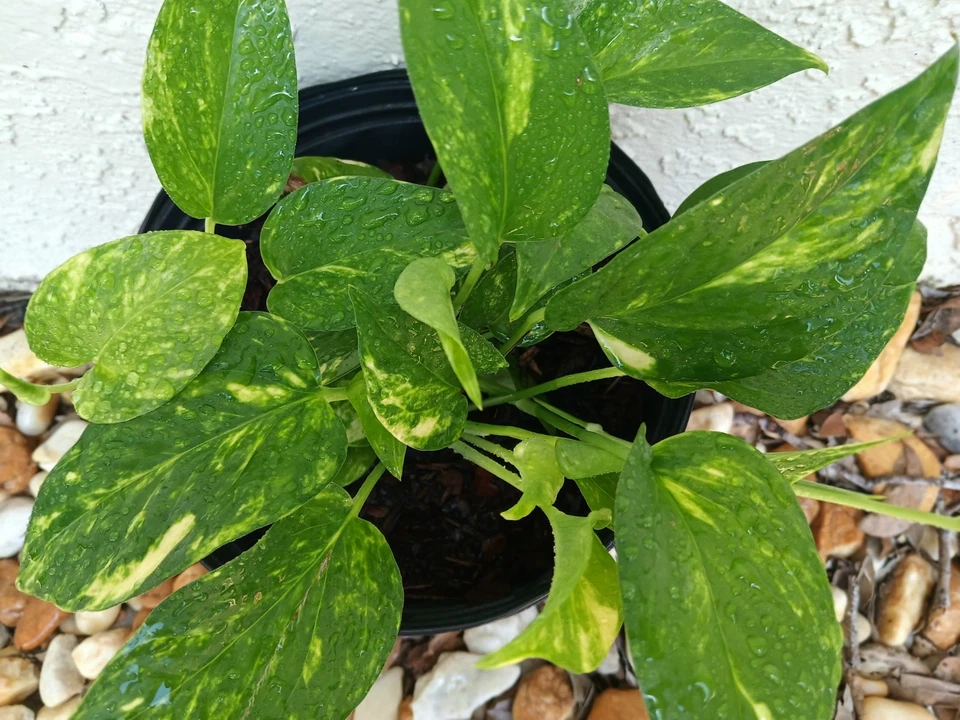 Golden Pothos Live Rooted Plant – Epipremnum Aureum Trailing Vine for Indoor & Outdoor Growth
