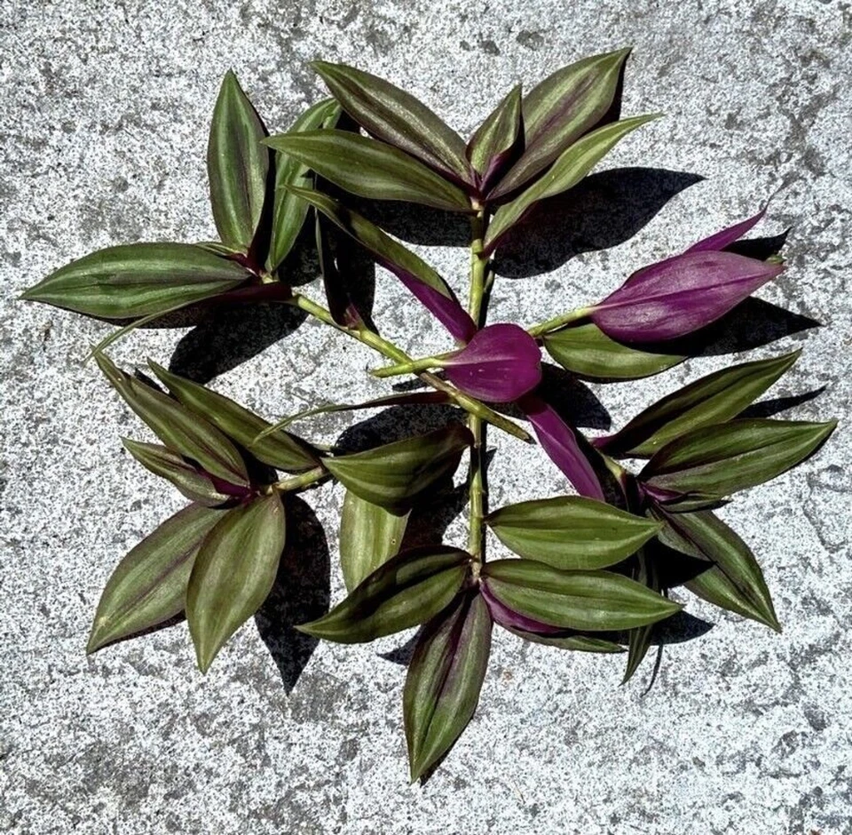 Tradescantia zebrina Unrooted Cuttings – Purple Silver Green Striped Vine for Indoor & Hanging Planters