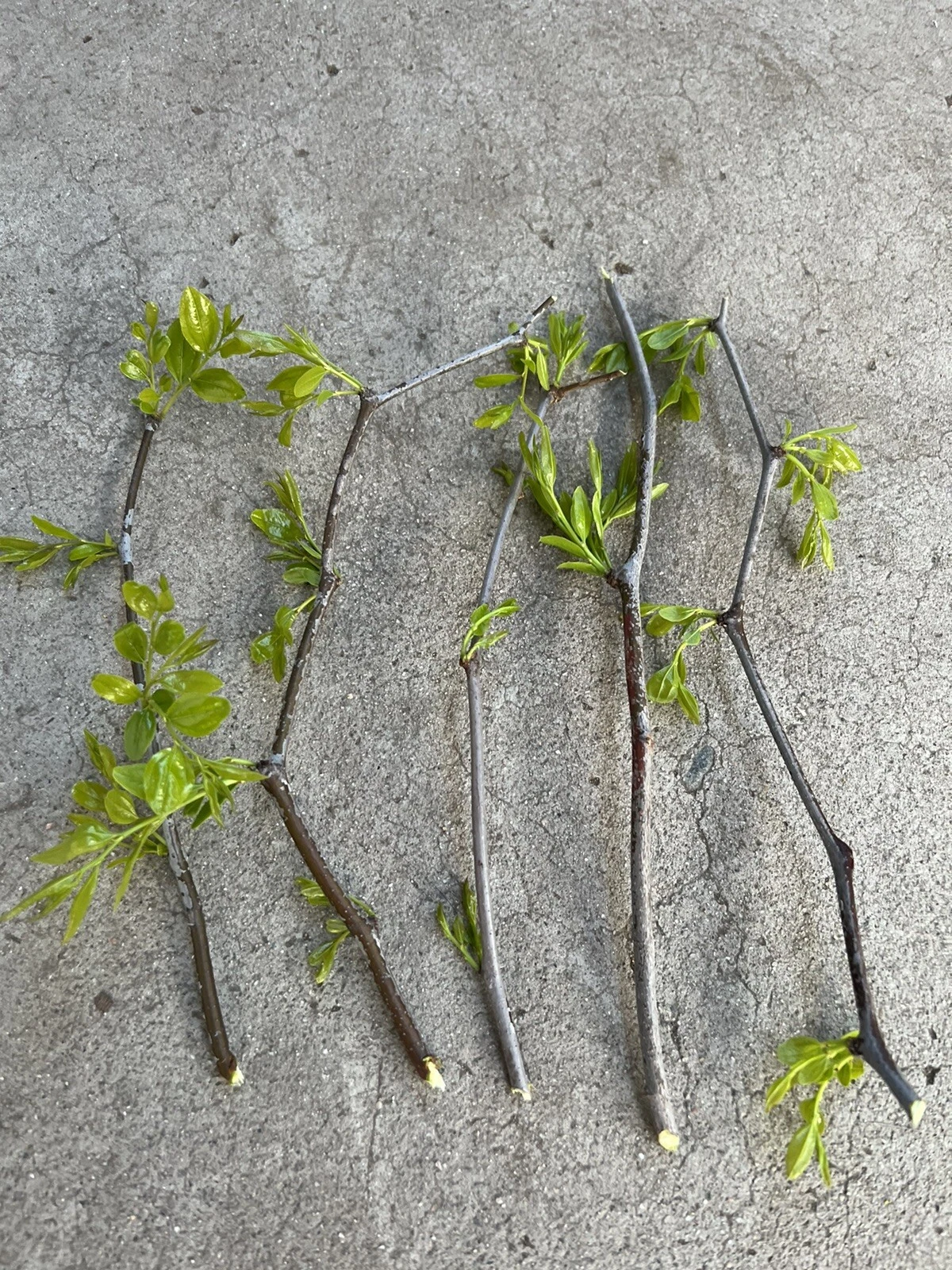 Lang Jujube Tree Cuttings – 5 Unrooted Ziziphus jujuba Chinese Red Date Stem Propagation Material