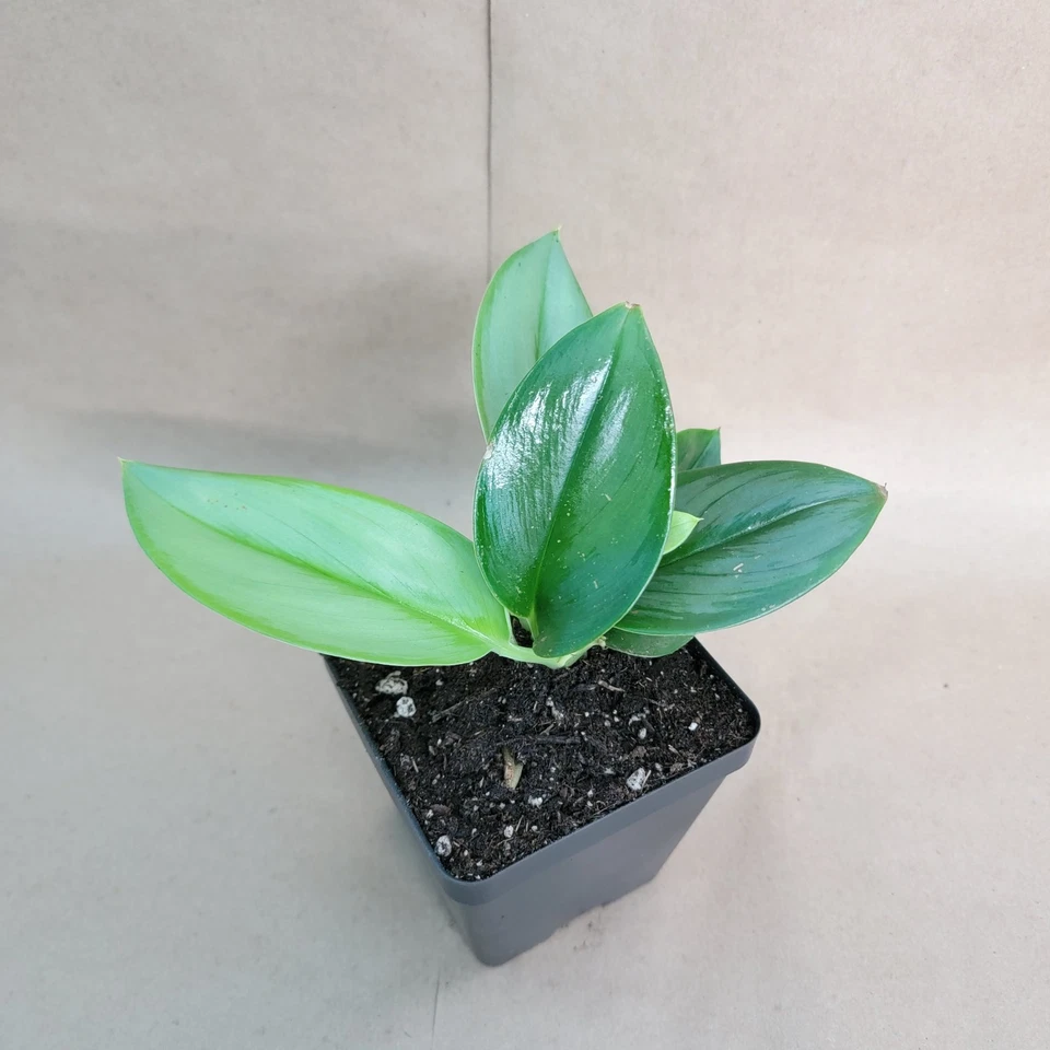 Scindapsus Treubii Moonlight 4" Potted Sterling Silver Indoor Vine with Shiny Silver-Green Leaves