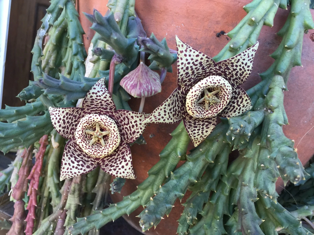 Orbea variegata 'Starfish' Succulent Cuttings – 3 Live 3-4 Inch Easy-Rooting Stapeliad for Pots, Rock Gardens & Rare Plant Collections