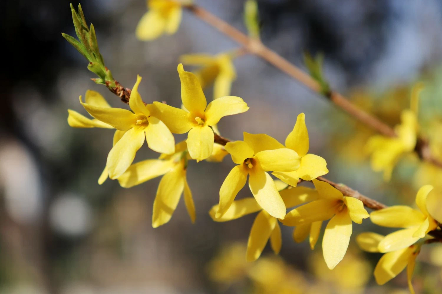 Forsythia Goldenrod Cuttings – 10 Unrooted 8-Inch Spring Flowering Shrubs for Propagation, Yellow Forsythia Starter Wood