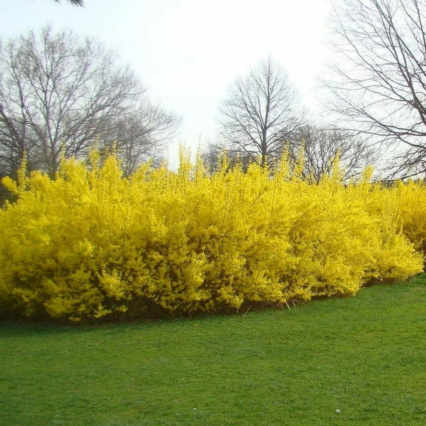 Forsythia Cuttings for Planting – 10 Unrooted Stem Cuttings, Bright Yellow Flowers, Deciduous Shrub, Forsythia spp.