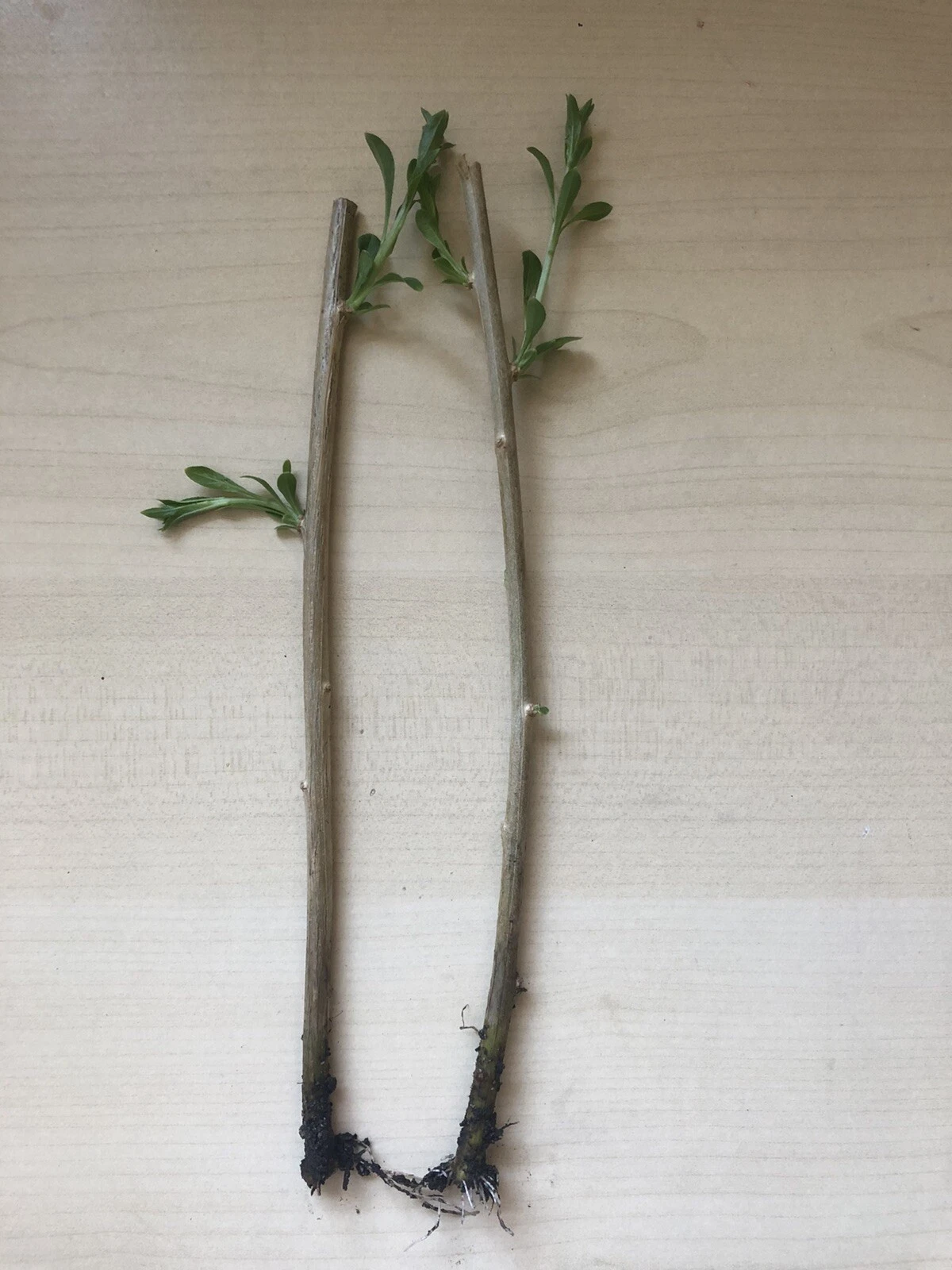 Goji Berry Plants – 2 Rooted Bare Root Starts Lycium barbarum / Lycium chinense for Garden or Containers