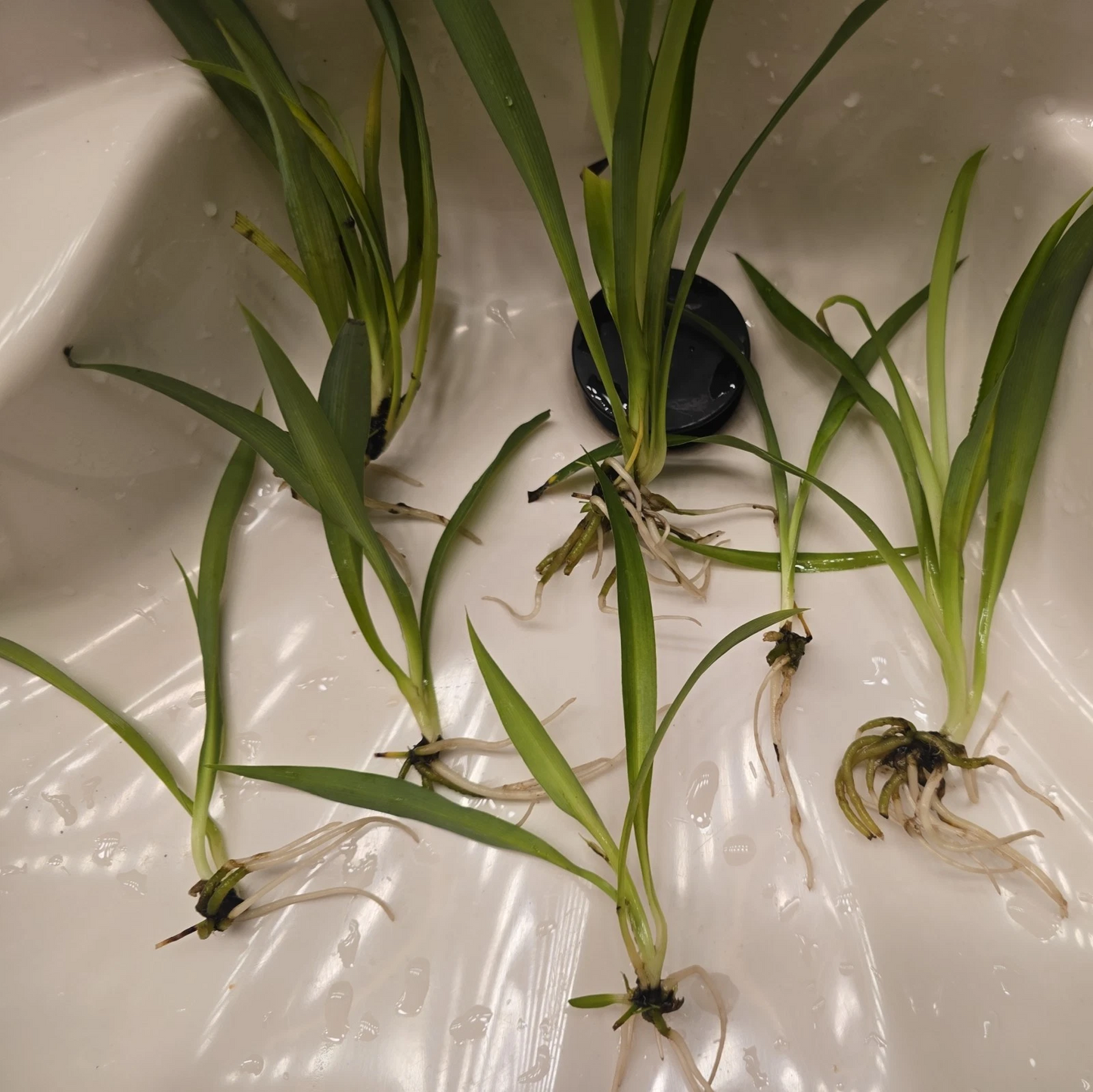 Green Spider Plant Pups Set of 4 | Non-Variegated Chlorophytum comosum Indoor Houseplant Cuttings
