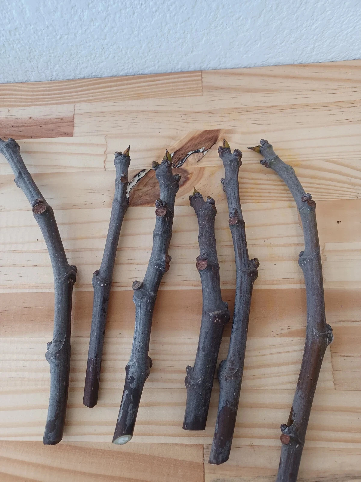 Dwarf Black Mission Fig Cuttings – 6 Unrooted Ficus carica ‘Black Mission’ Fruit Tree Propagation