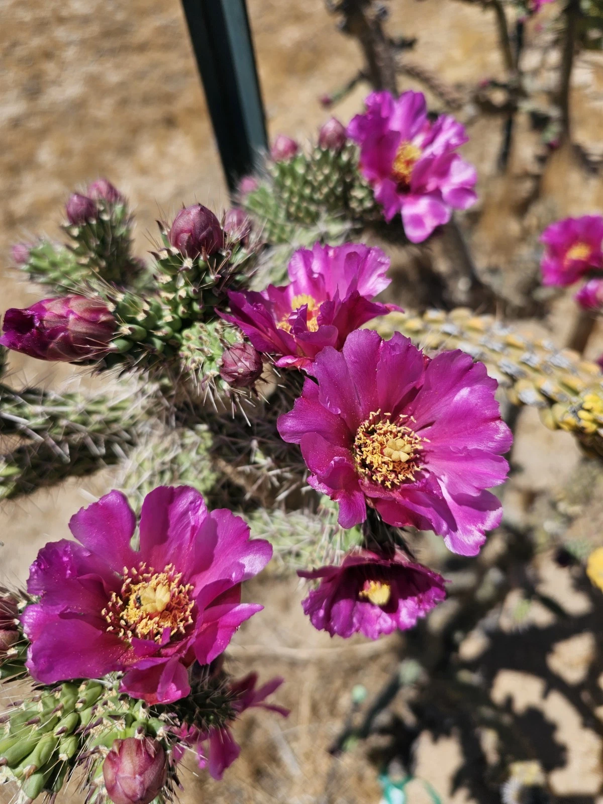 Cylindropuntia imbricata Tree Cholla Cuttings – 12 Healthy 4-6 Inch Drought Tolerant Cactus for Xeriscape and Desert Gardens