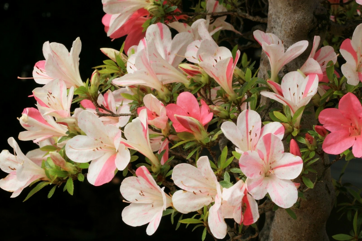 Astronaut Azalea Starter Plant – Deciduous Rhododendron with Bi-Color Striped Blooms, Live Garden Shrub, Partial Shade, Acidic Soil, Rhododendron
