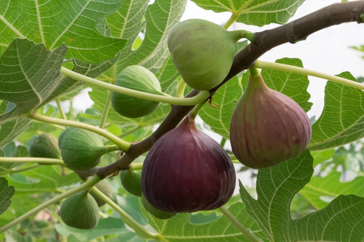 Brown Turkey Fig Cuttings – 2 Unrooted Stem Propagation Stems with Willow Water – Ficus carica Live Plant Starters