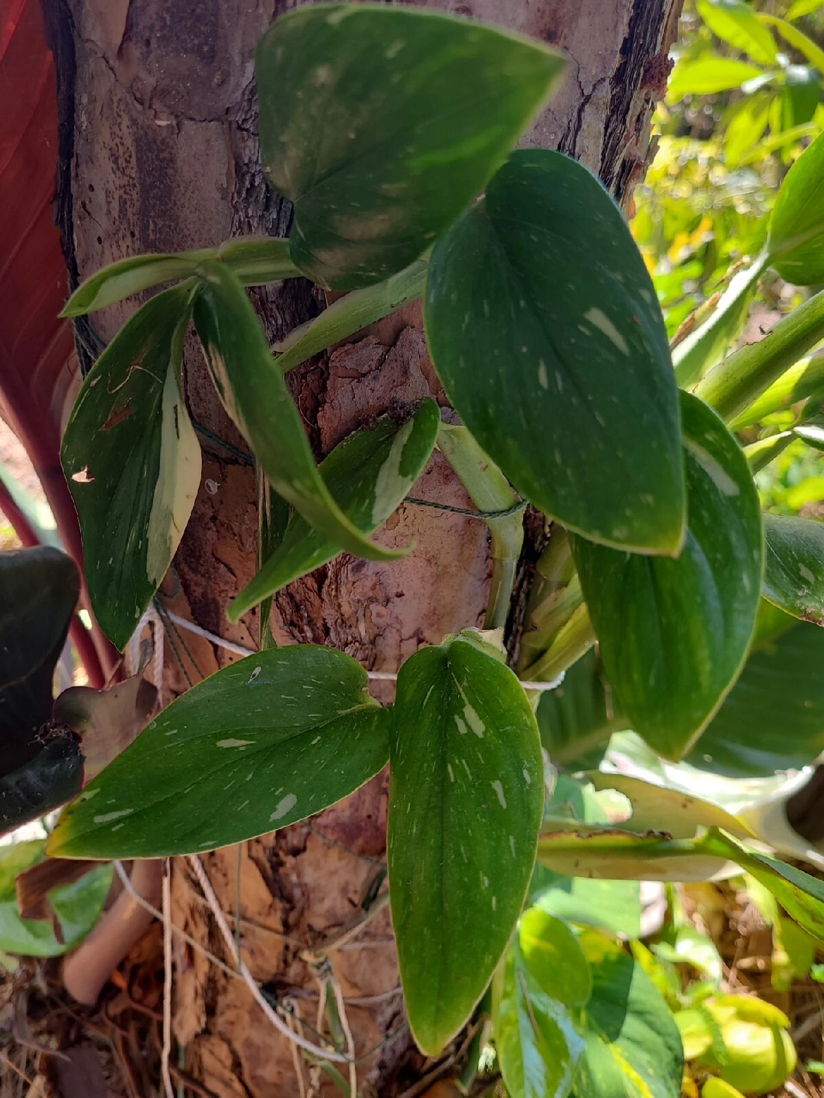 Variegated Monstera standleyana Cutting | Single Node Variegated Philodendron Cobra Aroid Propagation