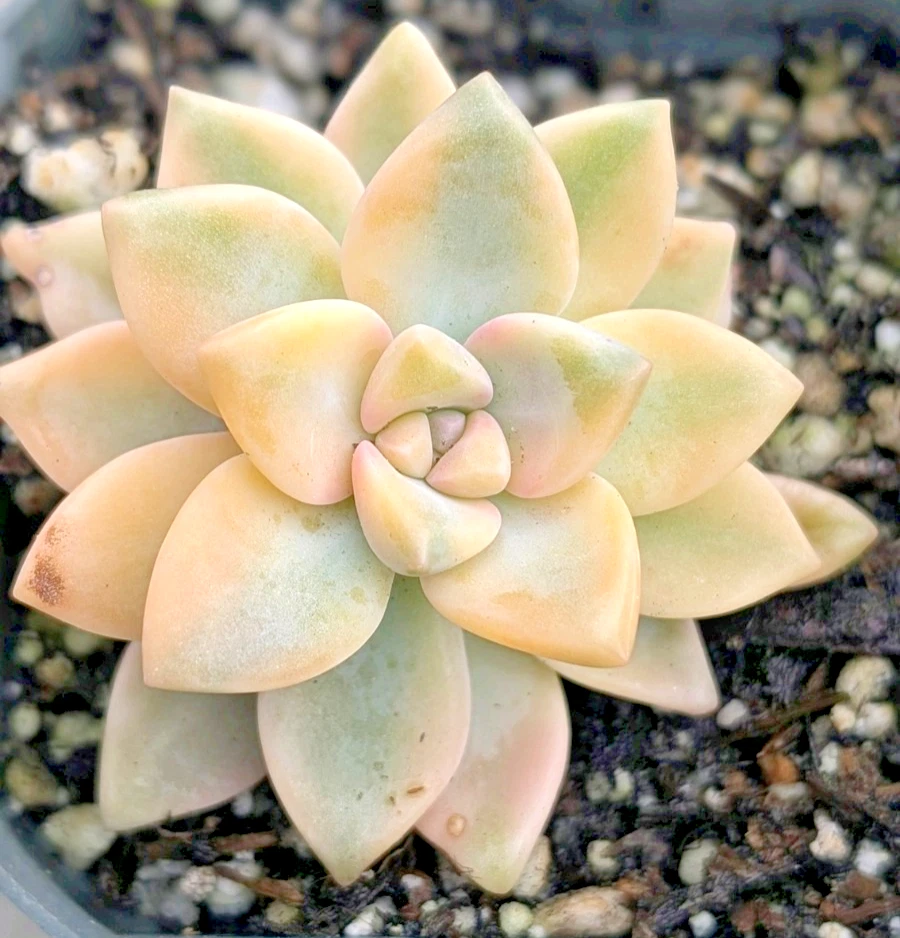 Rare Graptopetalum paraguayense ‘Jester’ Succulent – 2-Inch Potted Rosette with Pink, Lavender & Blue Tones