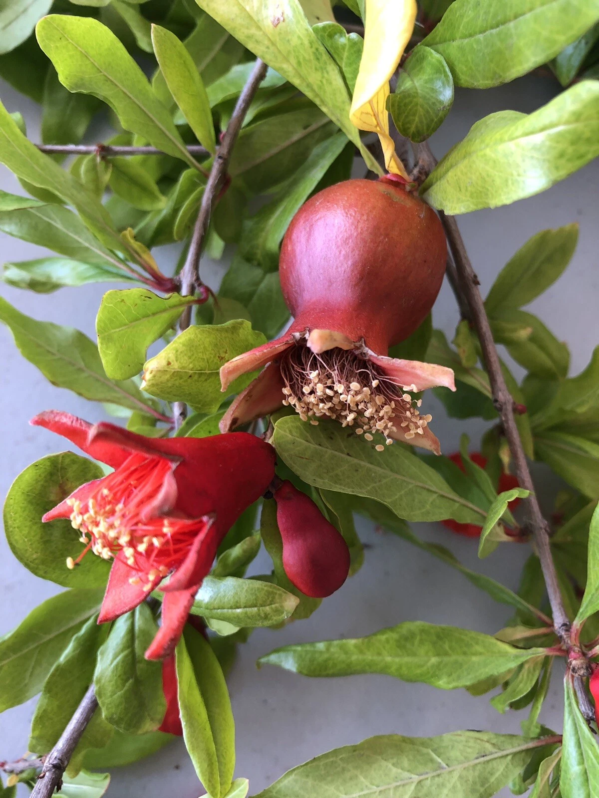 Pomegranate Cuttings – 4 Unrooted Wonderful Punica granatum Stem for Planting & Propagation