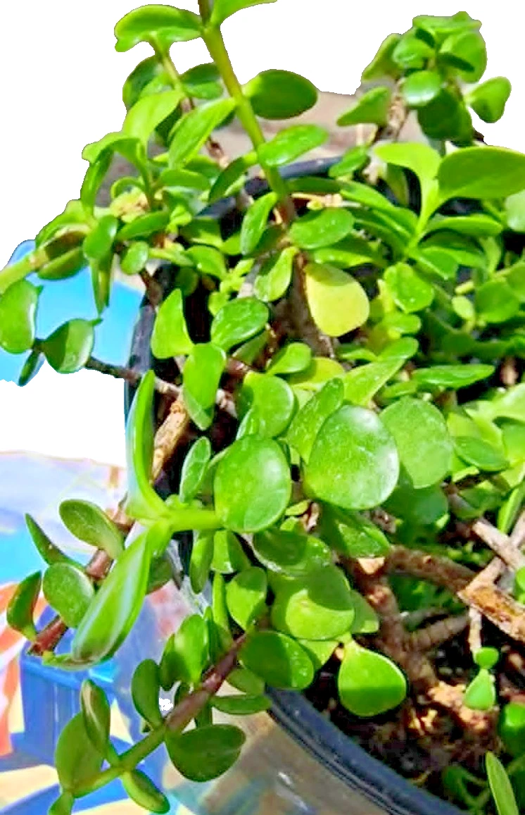 Elephant Bush Succulent Cuttings – 3 Unrooted Dwarf Jade Stems for Propagation, Portulacaria afra, Green Foliage, Succulent Planting