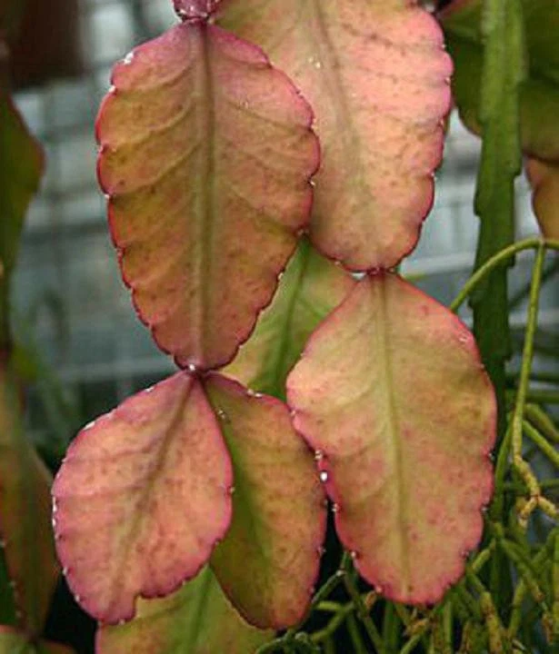 Rhipsalis elliptica Seeds – 50 Rare Hanging Jungle Cactus Epiphyllum-Type Houseplant Seeds