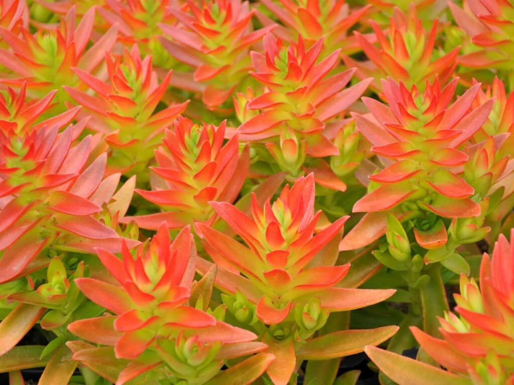 Crassula Capitella ‘Campfire’ Succulent Cuttings – Red-Tipped Rosette Foliage Starter Plants