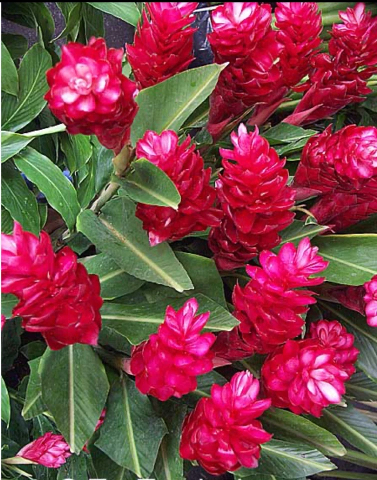 Hawaiian Red Ginger Plant Starter – Alpinia Purpurata Small Rooted Tropical Ornamental Plant