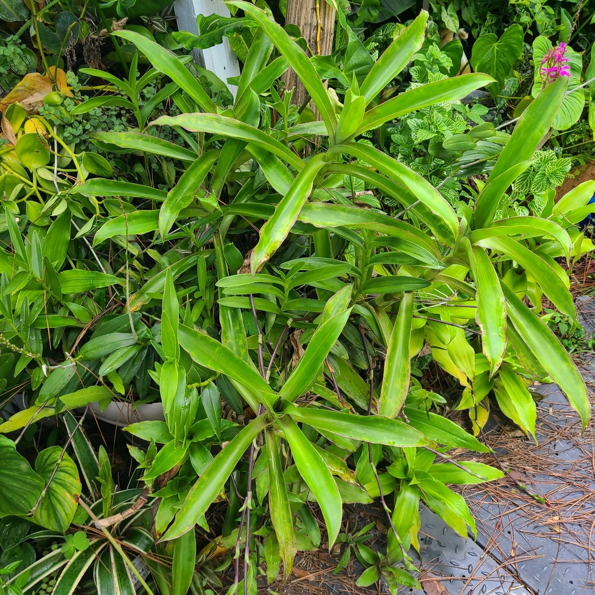 Callisia Fragrans Basket Plant – 2 Rooted Trailing Green Houseplants, Chain Growth, Indoor or Outdoor Potting