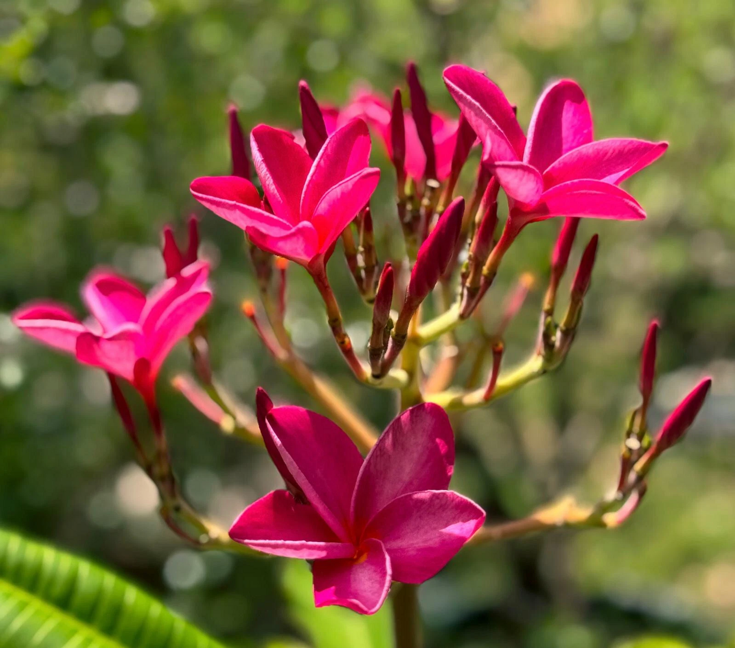 Pink Plumeria Frangipani Cutting – 6-8 Inch Unrooted Tropical Flowering Tree Stem for Propagation