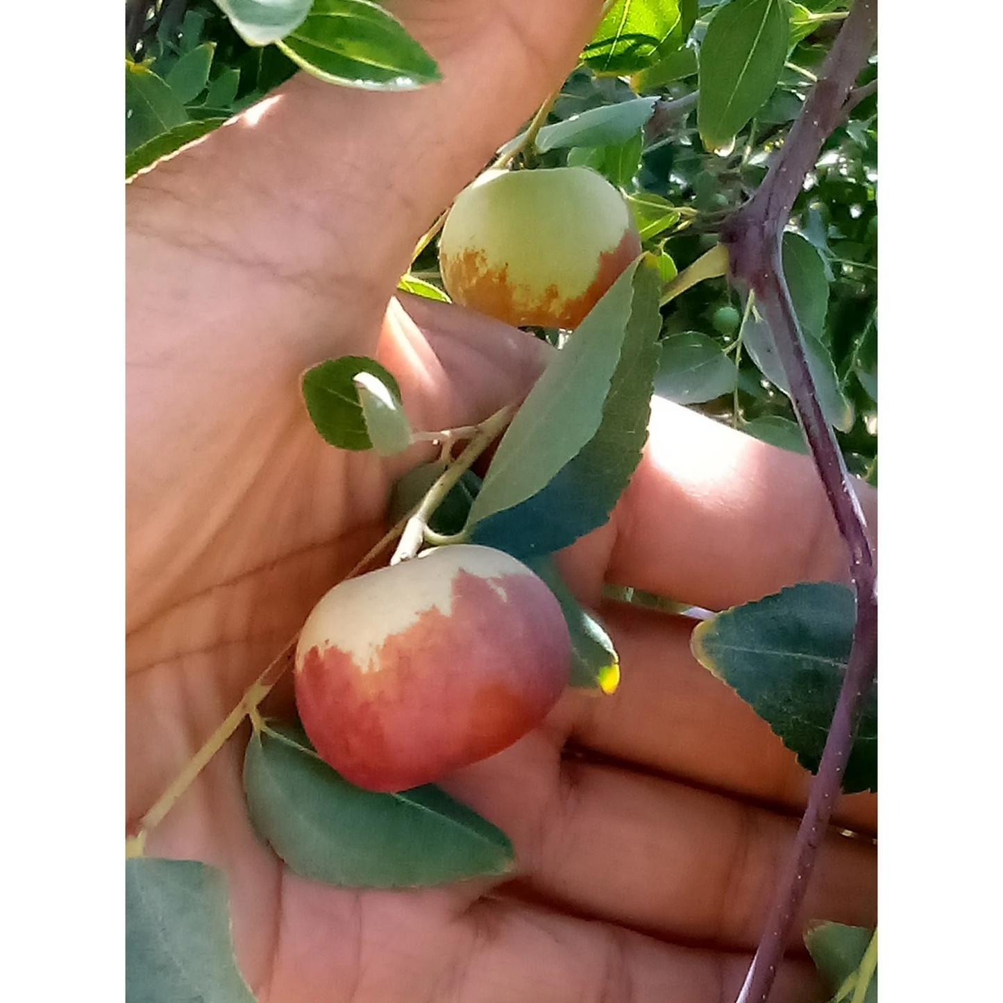 Chico Jujube Tree Scionwood Cuttings – 2 Unrooted 8" Ziziphus jujuba Grafting Material