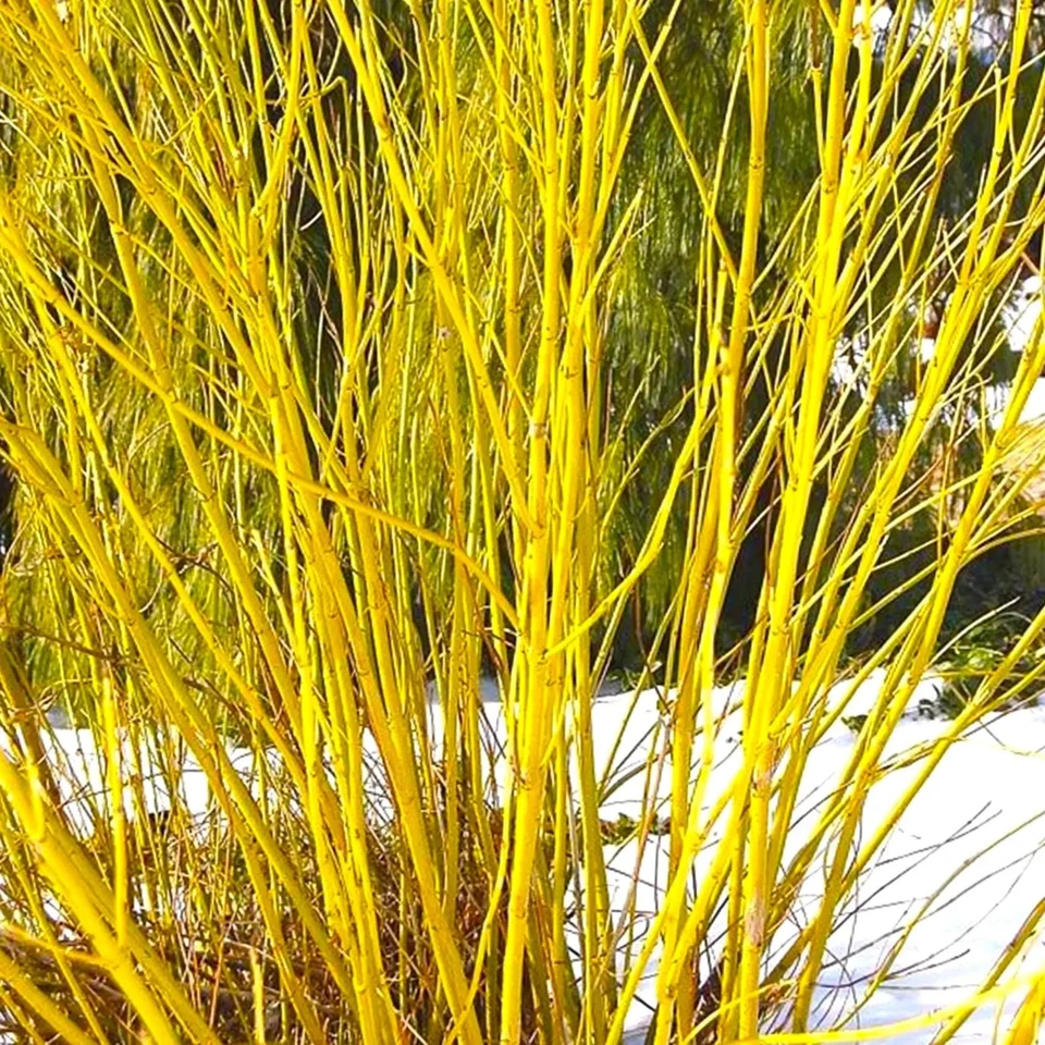 Dogwood Cuttings Unrooted – Yellow Twig & Red Osier Propagation Shrub Material Cornus sericea